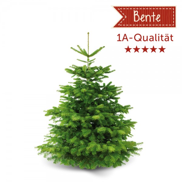 Weihnachtsbaum ‚Bente‘ ca. 150 cm